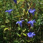 Gentianopsis virgata Cvet