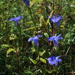 Gentianopsis virgata പുഷ്പം