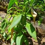 Ruscus hypoglossum Folio