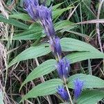 Gentiana asclepiadeaÕis