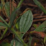 Tuberaria lignosa Blatt