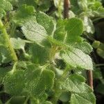 Veronica hederifolia Leaf