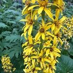 Ligularia hodgsonii Flower