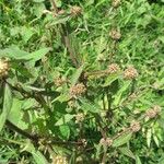 Spermacoce tenuior 整株植物