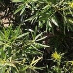 Podocarpus neriifolius Leaf