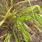 Phaenosperma globosum Foglia