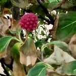 Cornus kousa Fruit