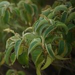 Croton flavens Flower