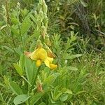 Crotalaria retusa Květ