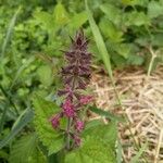 Stachys sylvaticaFlower