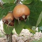 Crataegus germanica Fruit