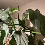 Philodendron hastatum Flor