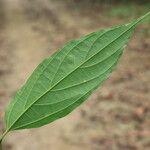 Sparrea gomphophylla Blatt
