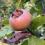 Crataegus germanica Fruit