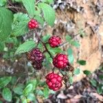 Rubus divaricatus Ovoce