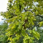 Quercus × rosacea Hoja