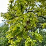 Quercus × rosacea Blad