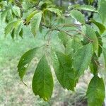 Acer cissifolium Folha