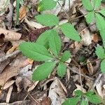 Panax trifolius Leaf