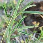 Crotalaria brevidens Φύλλο