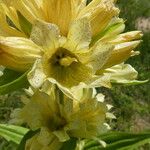 Gentiana burseri Flower
