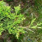 Juniperus sabina Blad