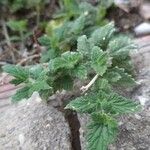 Verbena × hybrida List