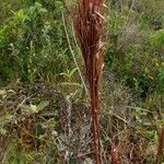 Andropogon bicornis Leaf