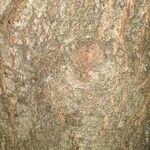 Acer macrophyllum Rinde