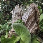 Platycerium elephantotis Leaf