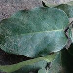 Maranthes sanagensis Hoja
