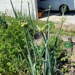 Allium × proliferum Habitat