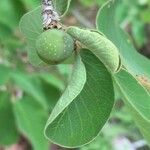 Bridelia mollis Fruit