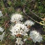 Ledum palustre Flower