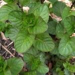 Mentha spicata orangeFuelha