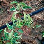 Solanum tuberosum Ovoce