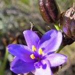 Aristea ecklonii Blüte