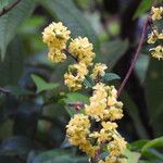 Davilla nitida Çiçek