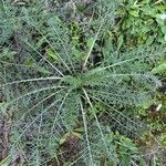 Cynara humilis Hábito