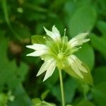 Silene baccifera Žiedas