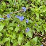 Myosotis sylvatica Blatt