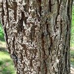 Juglans californica Bark