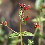 Hypericum undulatum Žiedas