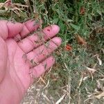 Einadia nutans 葉