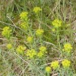 Euphorbia seguieriana Hábito
