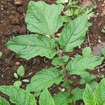 Solanum tuberosum Leaf