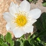 Dryas octopetala Fleur