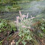 Mentha × villosa Habitus