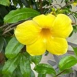 Allamanda cathartica 花