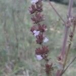 Salvia munzii Flower